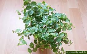 راهنمای نگهداری و پرورش گل و گیاهان زینتی - انجیر چسب